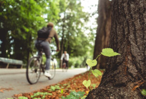 Beneficios de los árboles en las ciudades para un futuro más sostenile